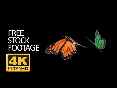 Free Stock Footage - Realistic Butterfly Individual Animated [4K]