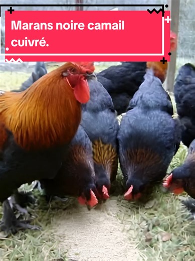 🔥 Découvrez la Marans noire camail cuivré, la reine des poules aux œufs d'or ! 🐔✨Origine : Née en France, dans la charmante ville de Marans (Charente-Maritime). 🇫🇷Apparence : Plumage noir éclatant avec un camail cuivré/doré autour du cou (comme sur la photo !). Bonus : des plumes élégantes sur les tarses. 👀🦵Réputation : Surnommée