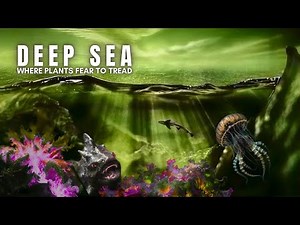 Life Exists Here Without Plants, Here’s How