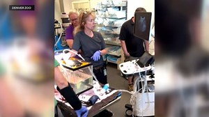 Angelfish at Denver Zoo swimming upright again after treatment