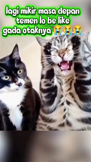 “Pas Lagi Serius… Temen Malah Gini 😭🐱”#shorts #youtubeshorts #funnycat #catshorts #funnyanimals