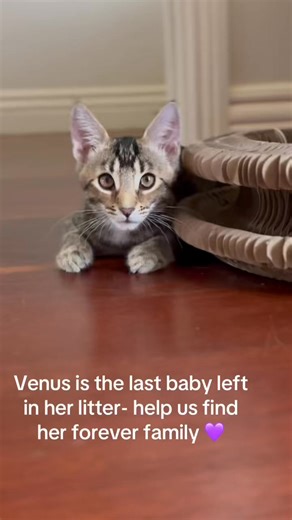 ADOPT VENUS 💜 This little girl has watched all her siblings be adopted and doesn’t understand why she hasn’t yet. And honestly, neither can we! She is outgoing, playful, smoochy and a purr machine. This girl would be the perfect addition to any family. Apply now: https://www.hunteranimalrescue.com.au/adopt/venus/ | Hunter Animal Rescue