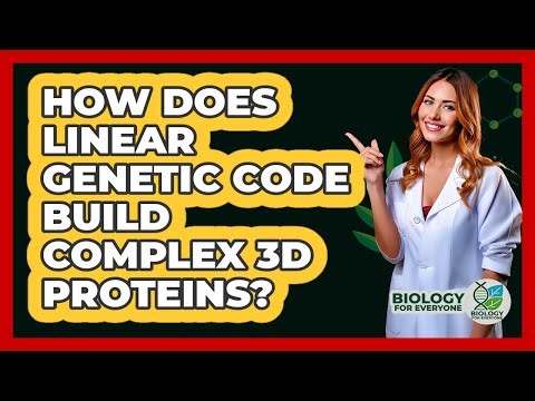How Does Linear Genetic Code Build Complex 3D Proteins? - Biology For Everyone