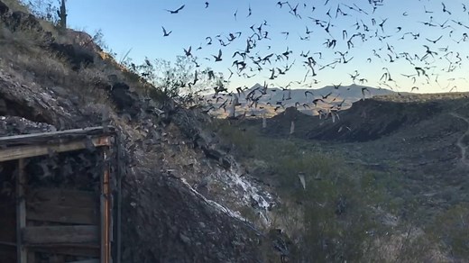 🦇BATS🦇 Life on earth would stink without bats. From eating thousands of insects a day to being the night shift of pollinators, bats are fascinating creatures. Learn all about them from our Wildlife Viewing team tonight in a virtual lecture! Register at http://fal.cn/BatLecuture. We bat you'll just love it 😄 | Arizona Game & Fish Department