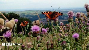 Public butterfly count aims to check countryside health