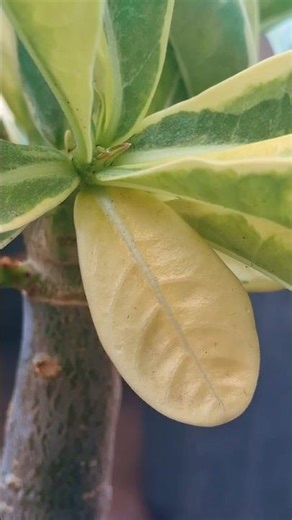 Induce flowering in variegated Adenium using bat guano. #Adenium #VariegatedAdenium #BatGuano