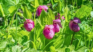 Des orchidées qui fleurissent en pleine terre au jardin - RTBF Actus