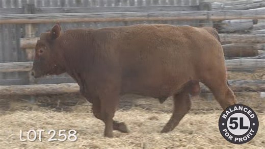 Lot 258: 5L Red Angus - Annual Spring Bull Sale
