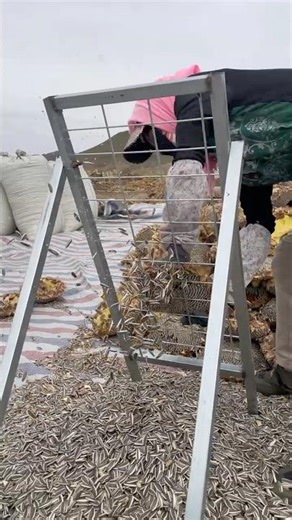 Farm Life – No Music, Just Work #usa #farming #shorts