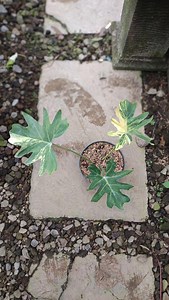 Real Picture Thaumatophyllum Java Beauty Variegated 3 Leaves - Etsy