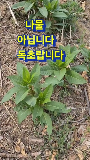독초 자리공 입니다 뜯지마세요 가을에는 뿌리를 도라지로 오인하고 병원 신세진 분들도 봤습니다