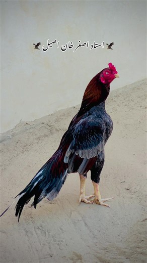 Understanding Asil Breeds with Usad Asghar Khan