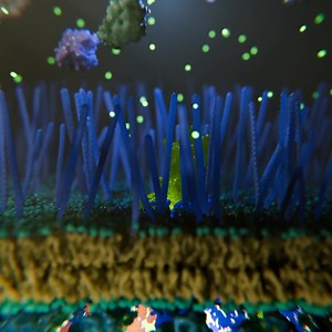 The Type IV secretion system is a complex bacterial structure that extends across the inner and outer membranes. | Ribosome Studio