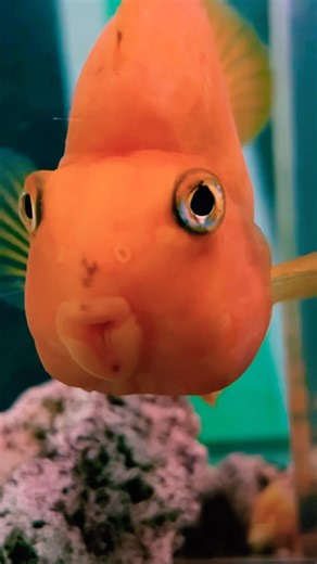 🧡Очень любознательная рыбка-мандаринка🍊! Вблизи она еще краше😄