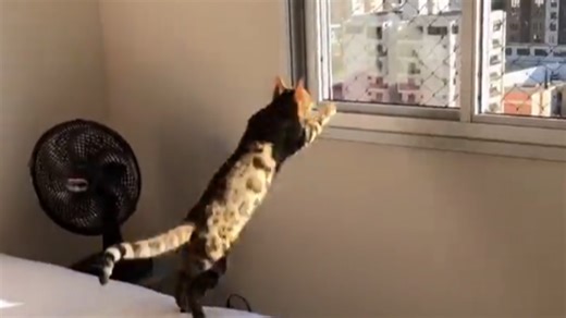 Cat runs into a closed window by accident