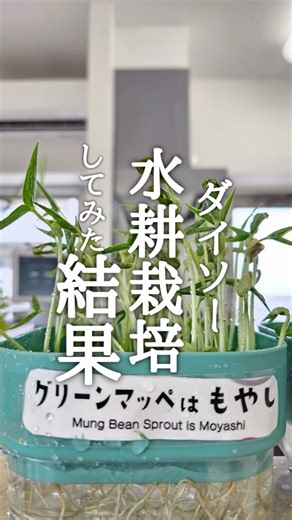 簡単な室内栽培キットで野菜栽培の楽しさを体験しよう！🥬