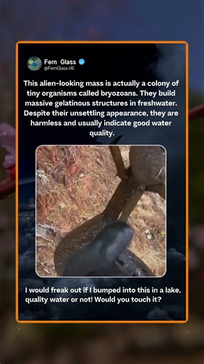 This Alien-Like Blob Is Actually Harmless! 👾 #Nature #Science #Wildlife
