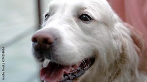 Woman pey her labrador