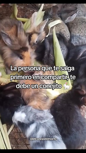 Conejos adorables: el mundo de los conejitos
