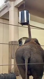 Happy National Popcorn Day! 🍿Our elephants celebrated with some fun popcorn enrichment. This is one example of the kinds of multi-sensory enrichment items that will be abundant in Elephant Trek, the new home that we're building to give them More Home to Roam! Learn more: https://morehometoroam.org/elephants/ | Cincinnati Zoo & Botanical Garden