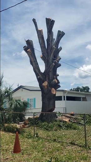 big tree removal