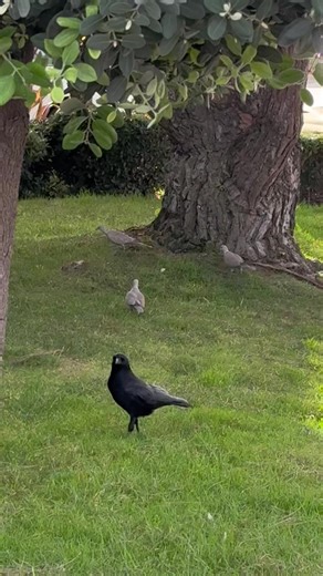 Whispering Crows (@whispering.crows)’s videos with original sound - Whispering Crows