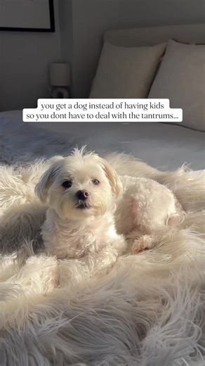 Adorable Maltese Puppy Growls with Charm