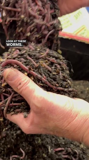 African Nightcrawlers Feeding | Worm Farm Excitement!