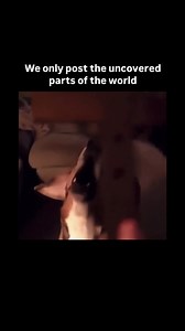 What’s happening here? 😳 #truth #uncovered #reels #viral #insane #thoughts #mystery #usa #fyp | Revealing the Truth