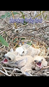 Hungry Baby Predator Eagle | Natural Birds