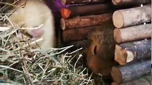 6.3K views · 4K reactions | Hay lunch for Daphne and Chloe | Cavy Corner | Facebook