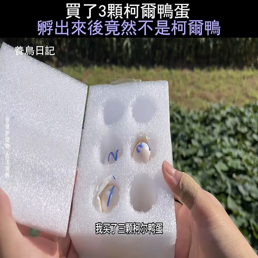 買了3顆柯爾鴨蛋，孵出來後竟然不是柯爾鴨 #鴿子 #柯爾鴨蛋 | 科普解說2.0