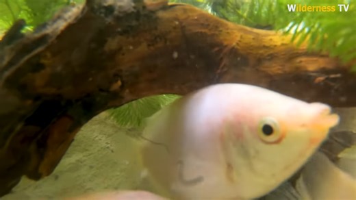 Vulnerable red fish needing air fast, then they built an ancient oxygen system