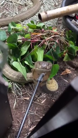 King cobra takes a calm water break