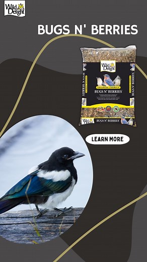 Black-billed Magpies are noisy, but also entertaining and familiar birds of western North America. They they like to eat sunflower seeds, fruit and insects. Fill your feeders with Bugs N’ Berries to attract these flashy birds: https://www.wilddelight.com/products/bugs-n-berries/ | Wild Delight