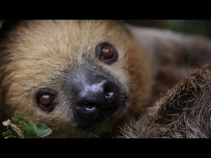 International Sloth Day 2020