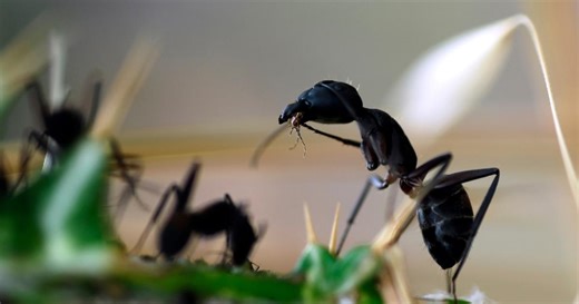 La «Tapinoma magnum», cette fourmi invasive qui fait des ravages en Corse