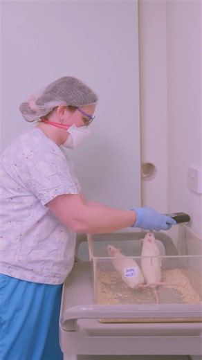 Researchers are using bat detectors to listen to rats talk! From their ultrasonic sounds, scientists can tell when the rats are happy and have found they enjoyed being tickled! All video footage was filmed by UAR in UK research facilities, licensed by the UK Home Office and regulated under the Animals (Scientific Procedures) Act 1986. #AnimalResearch #AnimalWelfare | Understanding Animal Research