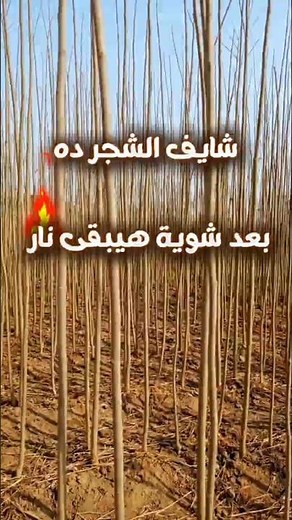 شجرة بونسيانا من عود لزهور حمراء تملّي المكان 🌿🔥