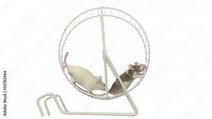Mice running in a running wheel