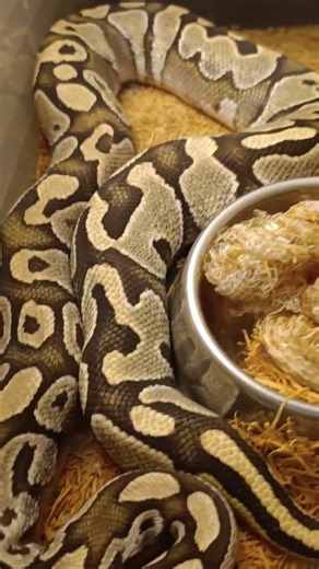 ✨ Lesser Pos Mahogany Ball Python — 2026 Update! ✨