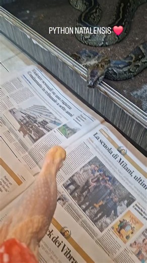 Salvatore Fortuna on Instagram: "Maschio Python natalensis #python #followers #istagram #natura #arte"
