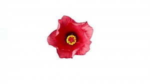 China Rose Opening Time Lapse Stock Footage Video (100% Royalty-free) 2887681 | Shutterstock