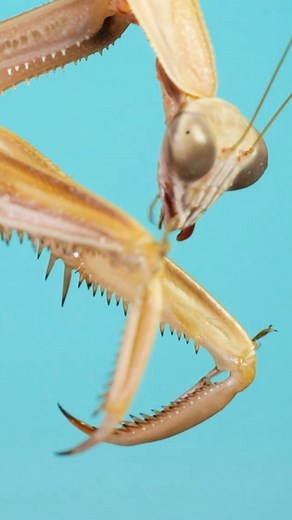 Adrian Smith on Instagram: "Mantis vs cockroach - slow motion strikes! #entomology #prayingmantis #mantidsofinstagram"