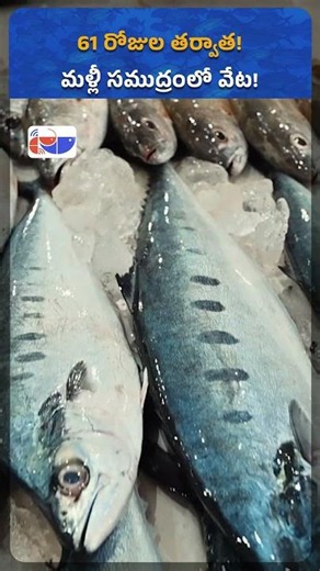 Seafood Supply Expected to Rise as Fishing Season Starts | Fishery News Telugu