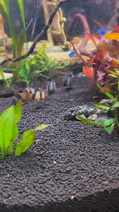 See my clown loach and my gorgeous pleco getting his grub #plecostomus #pleco #fishtanklife #tropicalfish | Fishy tales