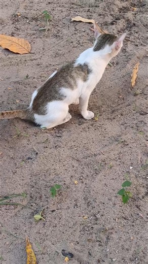 അമ്പടീ🥰🥰 കള്ളി കല്ലൂ🤭🤭