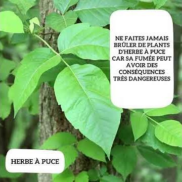 Comment se débarrasser de l'herbe à puce et de l'herbe à poux?