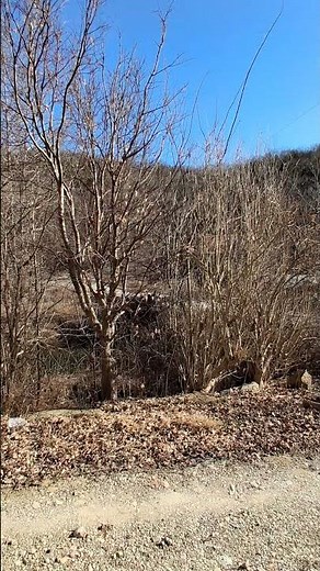 Come #Explore With Me – Birds That Sound Like a Cat