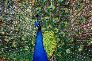 5 Tips for Keeping Peacocks as Pets